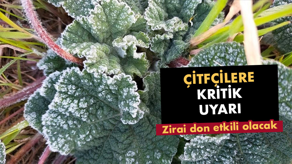 Aydın’da zirai don uyarısı: Çiftçiler dikkatli olmalı