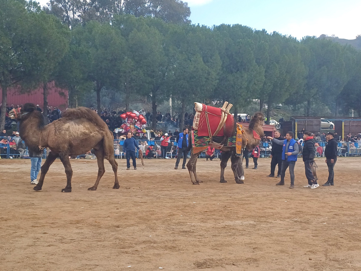 Ege’nin Pehlivan Develeri Köşk’te Nefes Kesti