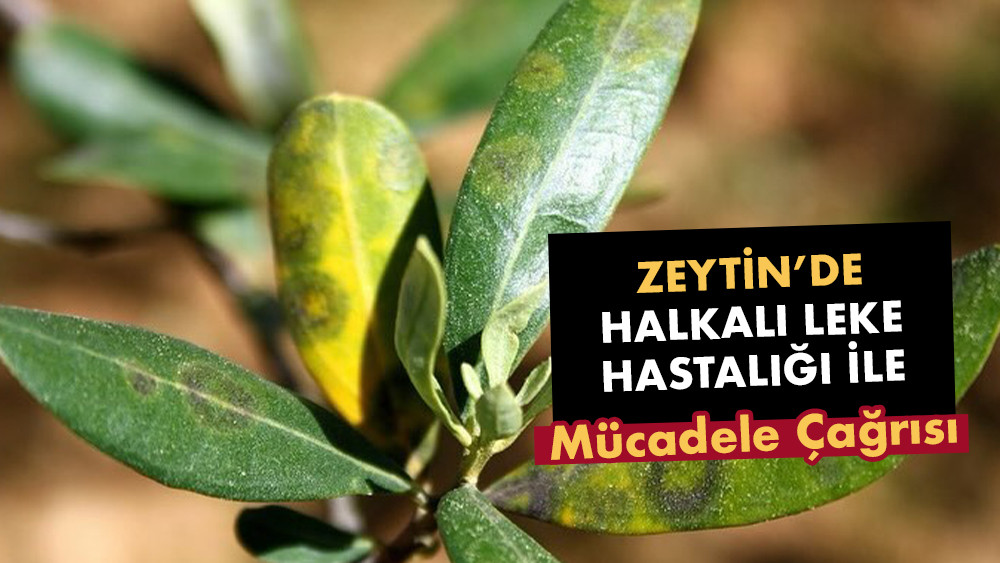 Zeytin üreticilerine halkalı leke hastalığı uyarısı